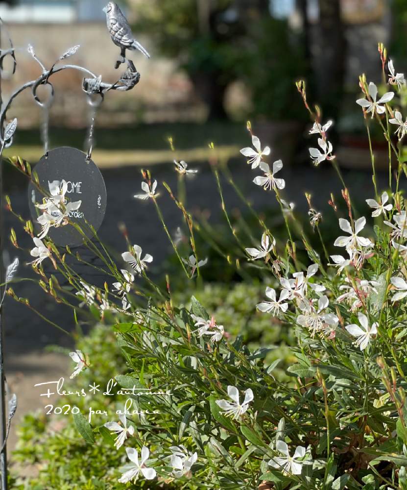 アプローチの投稿画像 By Akarinさん ガウラ と白 とおうち園芸とはなのある暮らしとガーデニングと秋の花とガウラ と白 とおうち園芸とはなのある暮らしとガーデニングと秋の花 月11月12日 Greensnap グリーンスナップ Greensnap グリーンスナップ