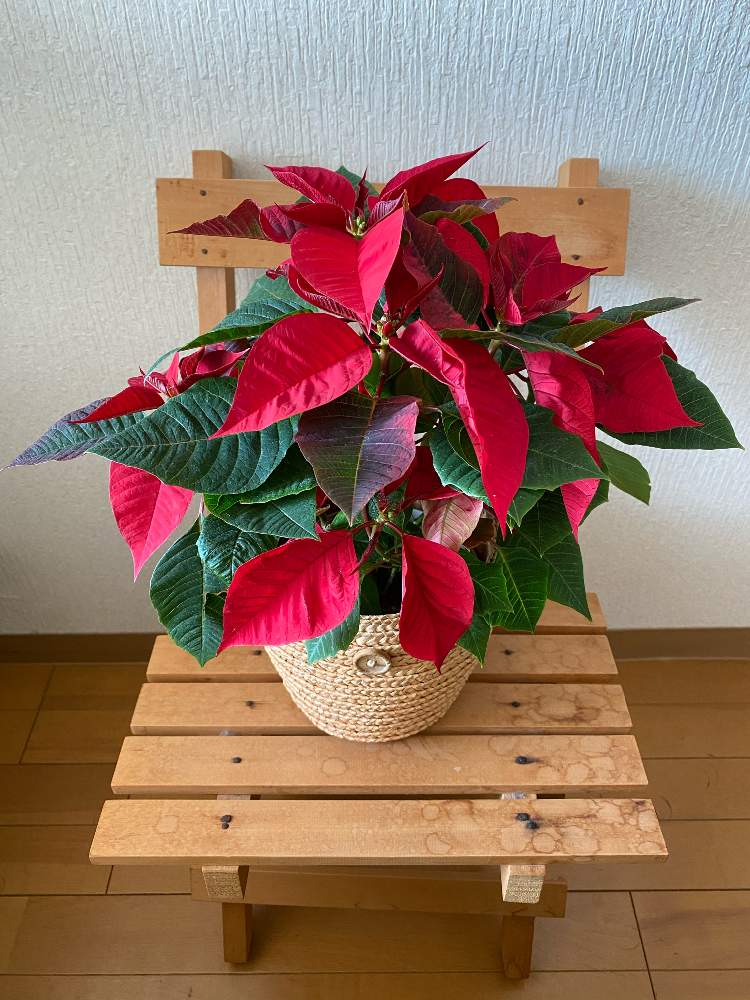 ポインセチア Greensnap グリーンスナップ