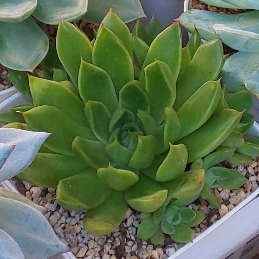 098 プリリンゼアナ①の生長記録 Vol.1 2022.01.04結｜🍀GreenSnap