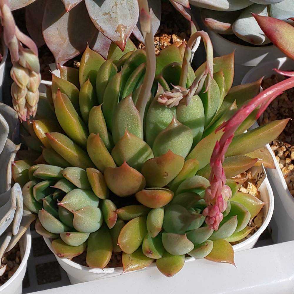 098 プリリンゼアナ①の生長記録 Vol.1 2022.01.04結｜🍀GreenSnap