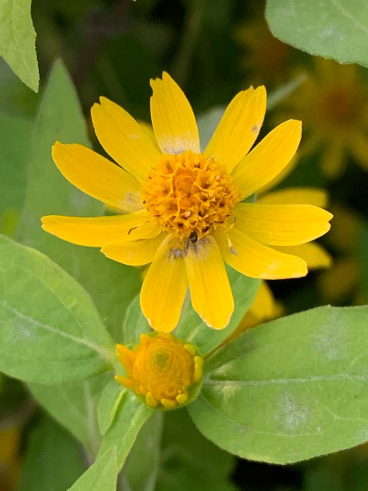 メランポジウムの投稿画像 By Mdさん 山陰地方と山野草とおうち園芸と黄色い花と散歩とキク科と可愛いと散歩の途中 と小さい花と花 のある暮らしと道端とiphone撮影と山陰地方と山野草とおうち園芸と黄色い花と散歩とキク科と可愛いと散歩の途中 と小さい花と花のある