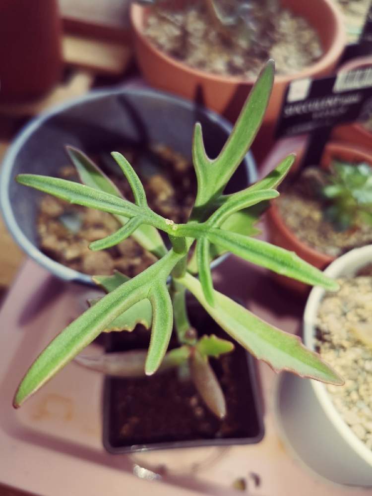 カランコエ スパイダーの投稿画像 By ゆいさん 別名トナカイの舞と新芽にょきにょきとdaiso最強 とおうち園芸と植物大好き と多肉大好き と多肉名前勉強中と増えて楽しい 月11月13日 Greensnap グリーンスナップ