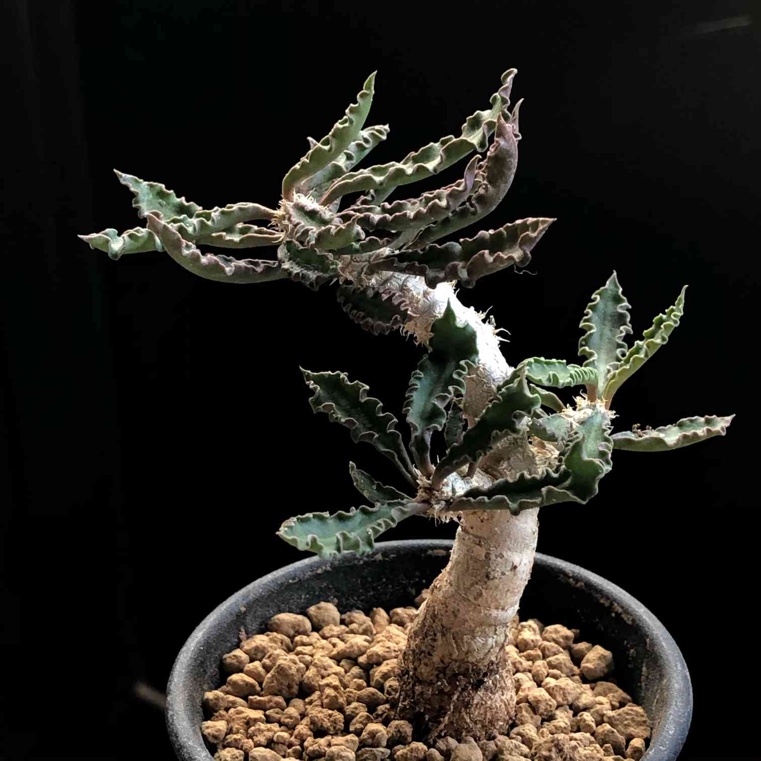 Euphorbia capsaintemariensis ユーフォルビア カプサインテマリエンシス 実生 開花中 - 観葉植物
