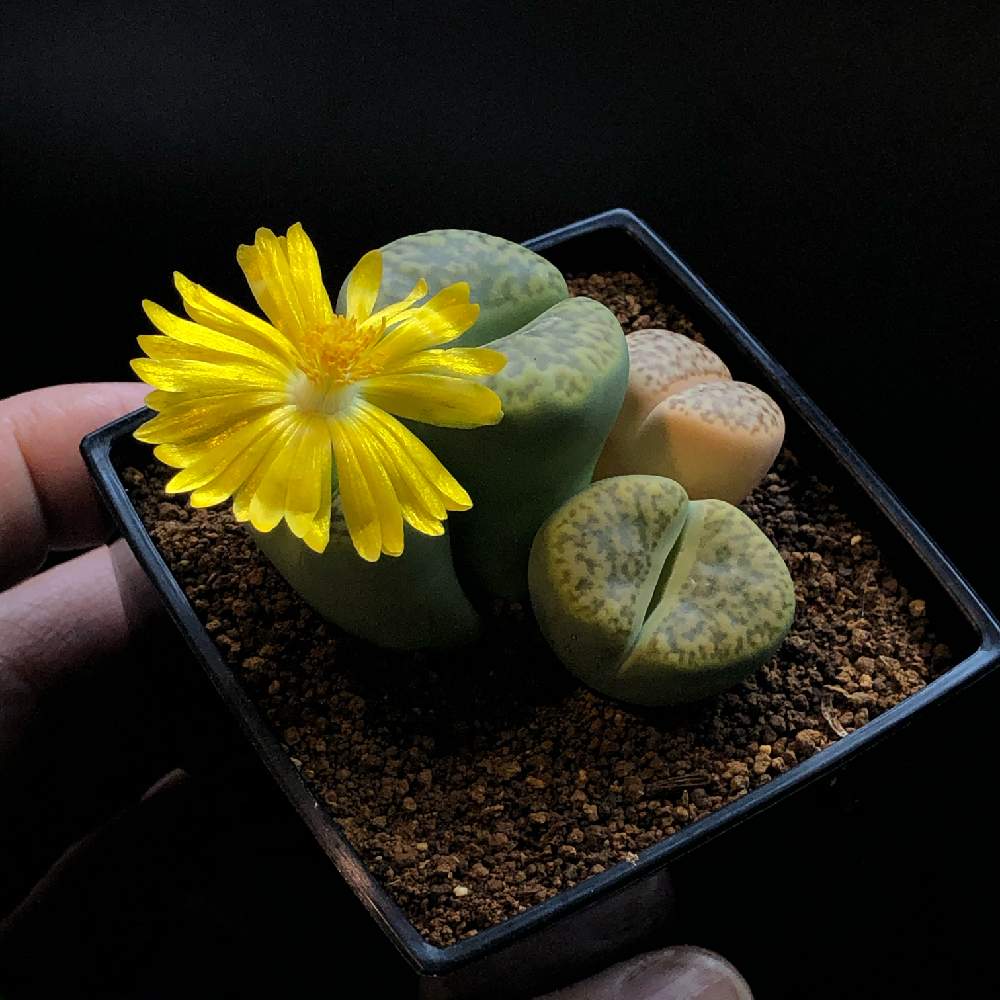 リトープスの投稿画像 By Tenさん 多肉植物と植物のある暮らしとファインダー越しの私の世界とワンハンドと生きる宝石と多肉植物 のある暮らしとおうち園芸とten Sリトープスと職場の撮影ポイントとアートなten写と珍奇植物とリトープス属とビザールプランツ 月11月 リトープスの投稿画像 By Tenさん 多肉植物と植物のある暮らしとファインダー越しの私の世界とワンハンドと生きる宝石と多肉植物 のある暮らしとおうち園芸とten Sリトープスと職場の撮影ポイントとアートなten写と珍奇植物とリトープス属とビザールプランツ 月11月