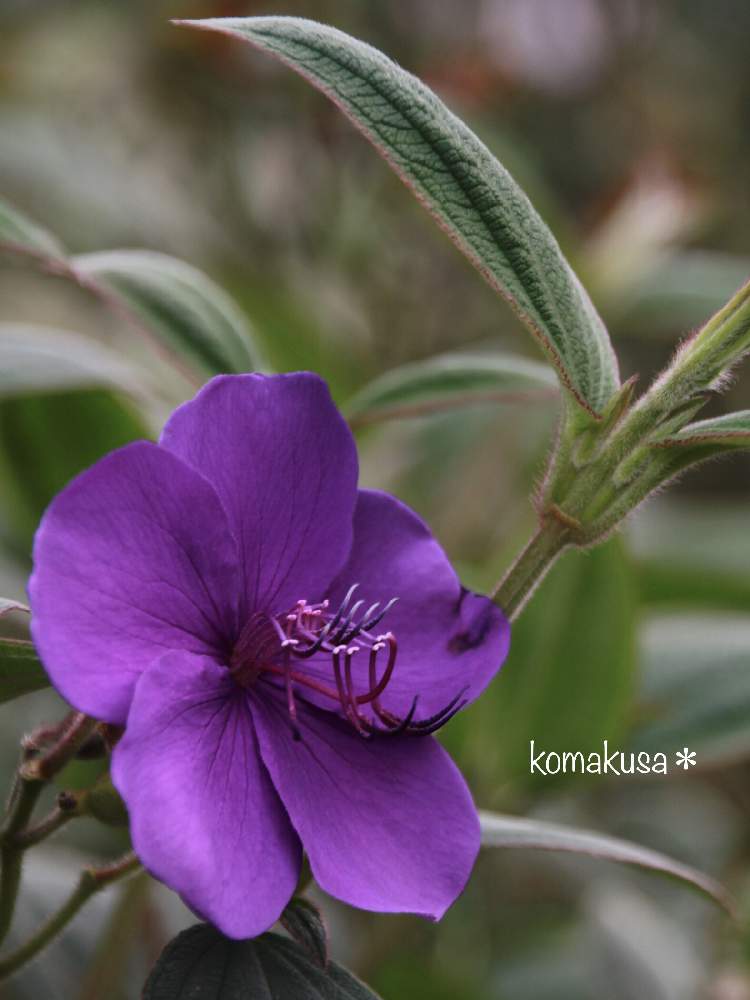 シコンノボタンの投稿画像 By こまくささん 鮮やかなと11月と紫色の花と一眼レフと今朝の一枚 月11月13日 Greensnap グリーンスナップ