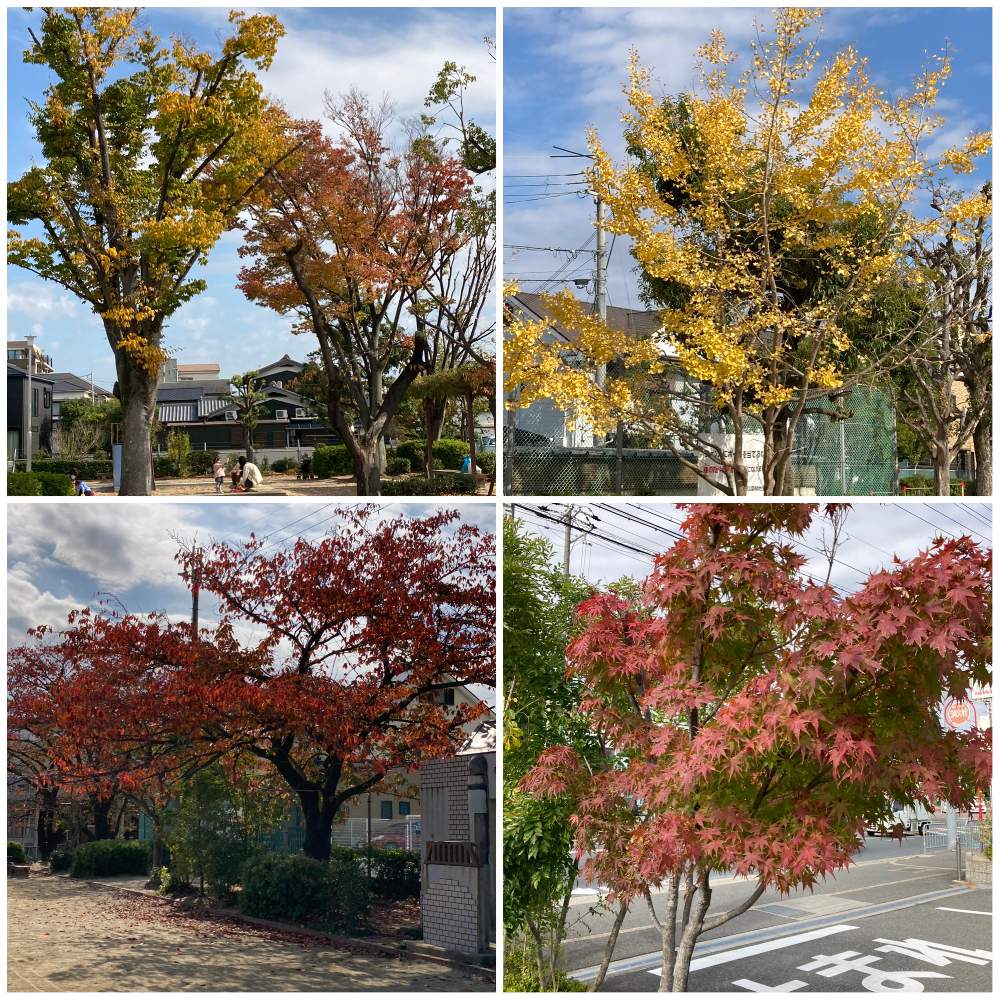 サクラの投稿画像 By Manabeさん 桜の木とイチョウの木と紅葉したモミジと紅葉している公園の木々 月11月13日 Greensnap グリーンスナップ