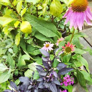 アルテルナンテラ エキナセア Flautoreserve Com