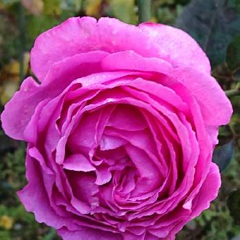 イブピアッチエ・の画像 by 山ちゃんさん | バラとイブピアッチエ・と今朝のバラと鉢植えと微香と花のある暮らしと我が家のバラ