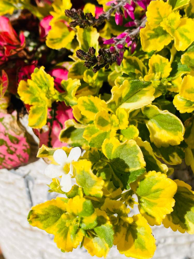 ヒポエステスの投稿画像 By Mackie さん カルーナとバコパ ライムバリエガータ 月11月13日 Greensnap グリーンスナップ