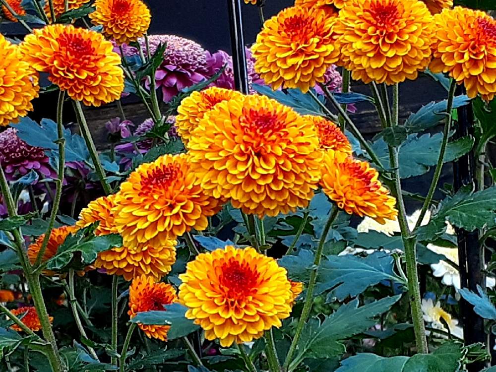 きくの投稿画像 By さくら貝さん キクとスマホ撮影ときく と三島市楽寿園ときくの花と菊 キク きくと花びらとお花と静岡県三島市 月11月13日 Greensnap グリーンスナップ