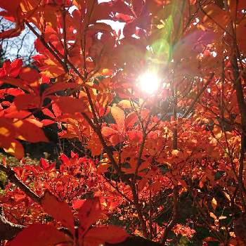 ドウダンツツジ紅葉の投稿画像一覧 Greensnap グリーンスナップ