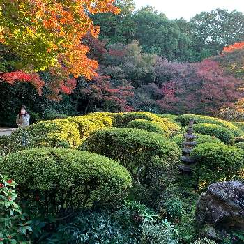 秋のお散歩の画像 by kazu kazuさん | お出かけ先と紅葉フォトコン2020と癒しの時間と2020紅葉と秋の京都と 紅葉といい眺めと紅葉グラデーションと癒しの空間と今日の一枚と趣きがあると綺麗と秋のお散歩とたたずまいと夕暮れ時と紅葉を楽しむと紅葉を味わうと紅葉2020と秋みつけたともみじ紅葉と京都の紅葉