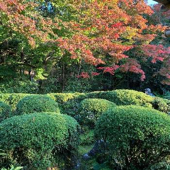 趣きがあるの画像 by kazu kazuさん | お出かけ先と紅葉フォトコン2020と癒しの時間と2020紅葉と秋の京都と 紅葉といい眺めと紅葉グラデーションと癒しの空間と今日の一枚と趣きがあると綺麗と秋のお散歩とたたずまいと夕暮れ時と紅葉を楽しむとお庭と紅葉を味わうと紅葉2020と秋みつけたともみじ紅葉と京都の紅葉