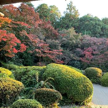秋のお散歩の画像 by kazu kazuさん | お出かけ先と紅葉フォトコン2020と癒しの時間と2020紅葉と秋の京都と 紅葉といい眺めと紅葉グラデーションと癒しの空間と今日の一枚と趣きがあると綺麗と秋のお散歩とたたずまいと夕暮れ時と紅葉を楽しむとお庭と紅葉を味わうと紅葉2020と秋みつけたともみじ紅葉と京都の紅葉