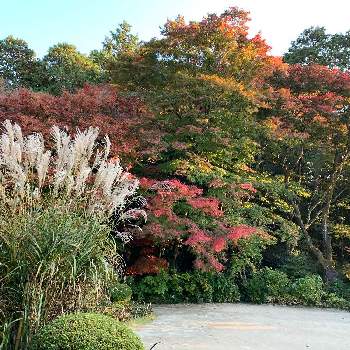 秋のお散歩の画像 by kazu kazuさん | お出かけ先と紅葉フォトコン2020と2020紅葉と秋の京都と 紅葉といい眺めと紅葉グラデーションと癒しの空間と今日の一枚と趣きがあると綺麗と秋のお散歩と京都のもみじとたたずまいと夕暮れ時と紅葉を楽しむとお庭と紅葉を味わうと紅葉2020と秋みつけたともみじ紅葉と京都の紅葉