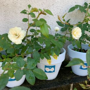 リメイク鉢,挿し木,バラ鉢植え,フロントガーデン,ミニバラ グリーンアイスの画像