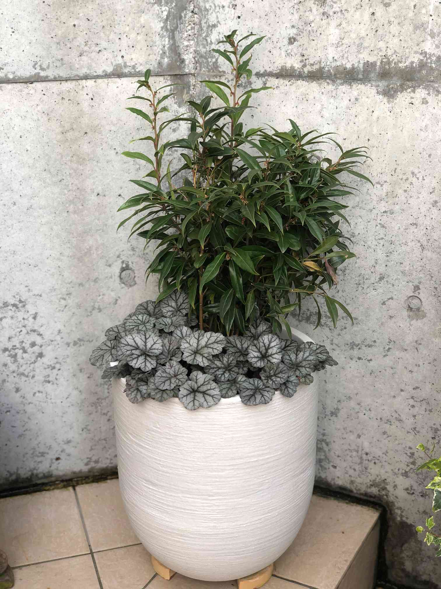 秋冬 完全日陰 寄せ植え1（サルココッカとヒューケラ）｜🍀GreenSnap