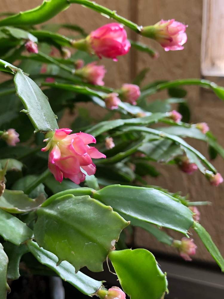 デンマークカクタスの投稿画像 By Rupuさん デンマークカクタス コンペイトウとかわいいな とピンク ピンクと埼玉県さいたま市とバラタニラン 月11月13日 Greensnap グリーンスナップ