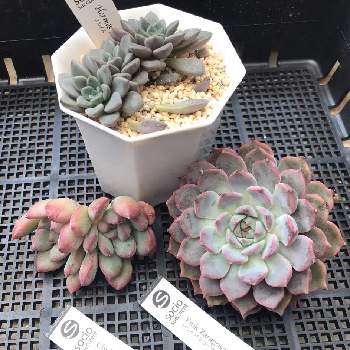 チュピリップスの投稿画像一覧 Greensnap グリーンスナップ