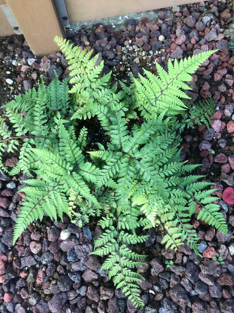 おうち園芸の投稿画像 By もふもふさん タニイヌワラビ オカヌムとフェンスとシダ植物とシダ植物大好きとシダの仲間とシダのある暮らしとおうち園芸と シダ植物とシダ植物大好きとシダの仲間とシダのある暮らし 月11月13日 Greensnap グリーンスナップ