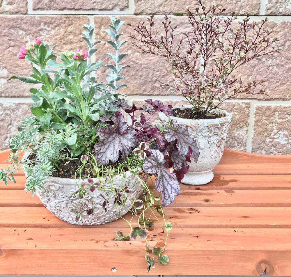 寄せ植え初挑戦 Greensnap グリーンスナップ