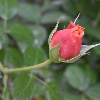 シュラブの投稿画像一覧 Greensnap グリーンスナップ