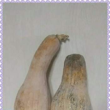 ひょうたんかぼちゃの投稿画像一覧 Greensnap グリーンスナップ