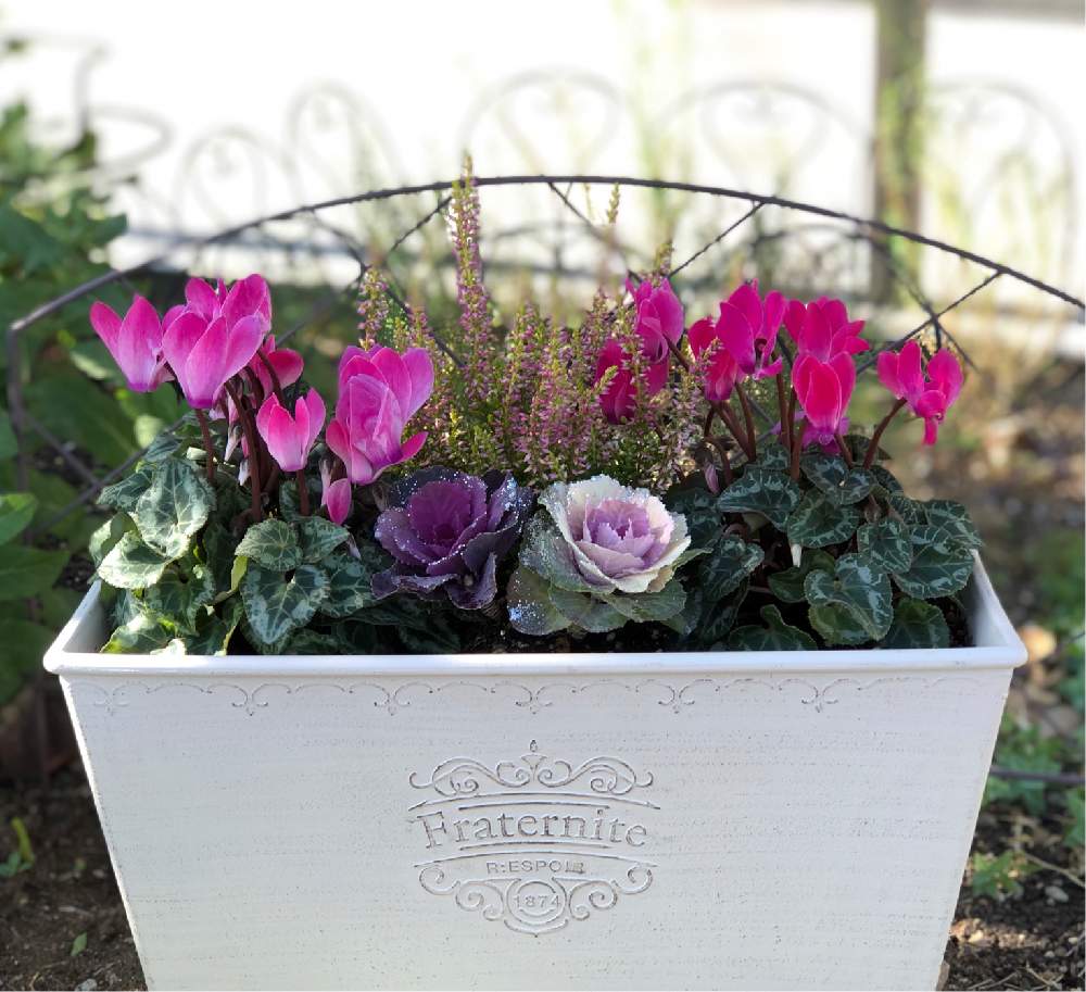 ガーデンシクラメンの投稿画像 By みゅーさん 葉牡丹とカルーナと備忘録と寄せ植えと癒しと花壇と季節の寄せ植え 月11月13日 Greensnap グリーンスナップ