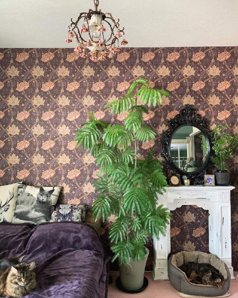エバーフレッシュの投稿画像 By Lalarin123さん 観葉植物とジャングルと窓辺の植物たちとエバーフレッシュ と室内ジャングルと冬支度と部屋の全景とガーデニングとgreen Up 月11月13日 Greensnap グリーンスナップ