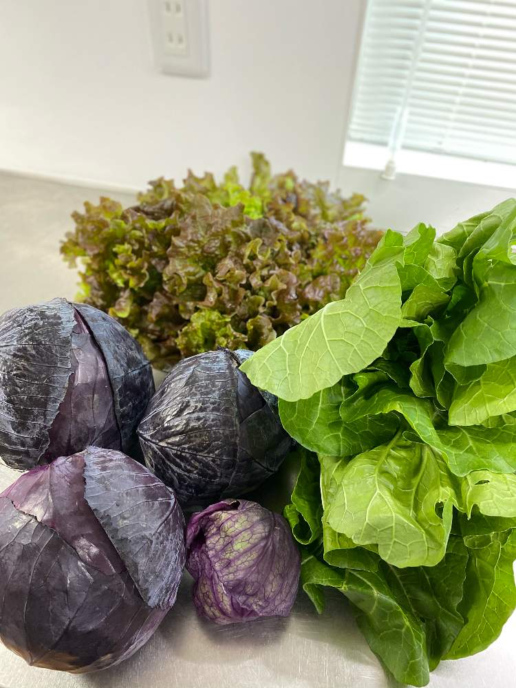 サニーレタスの投稿画像 By 京花さん 紫キャベツレットボールとニミ白菜と北海道とおうち園芸と美味しい部とおうちde菜園 月11月13日 Greensnap グリーンスナップ