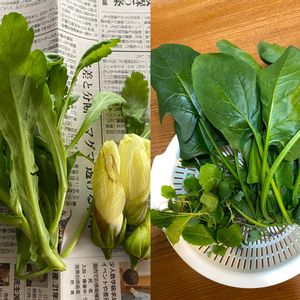 シュンギク,ほうれん草,花オクラ,カブの間引き菜,早池峰菜の間引き菜の画像