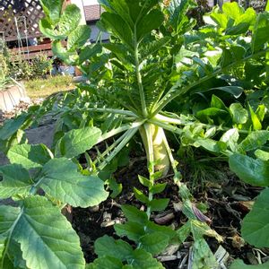 ダイコン,冬野菜,おうち園芸,おうちde菜園,畑の画像