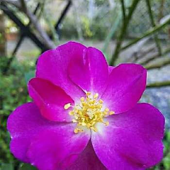 薔薇ビオレッタの投稿画像一覧 Greensnap グリーンスナップ