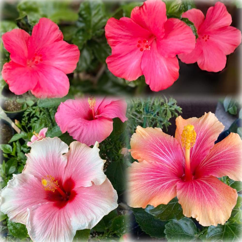 ハイビスカスの投稿画像 By ルミさん ハイビスカス と小さな苗からとおうち園芸と元気が出ると植中毒と鉢植えと花のある暮らしと玄関先と今日のハイビスカス 月11月13日 Greensnap グリーンスナップ