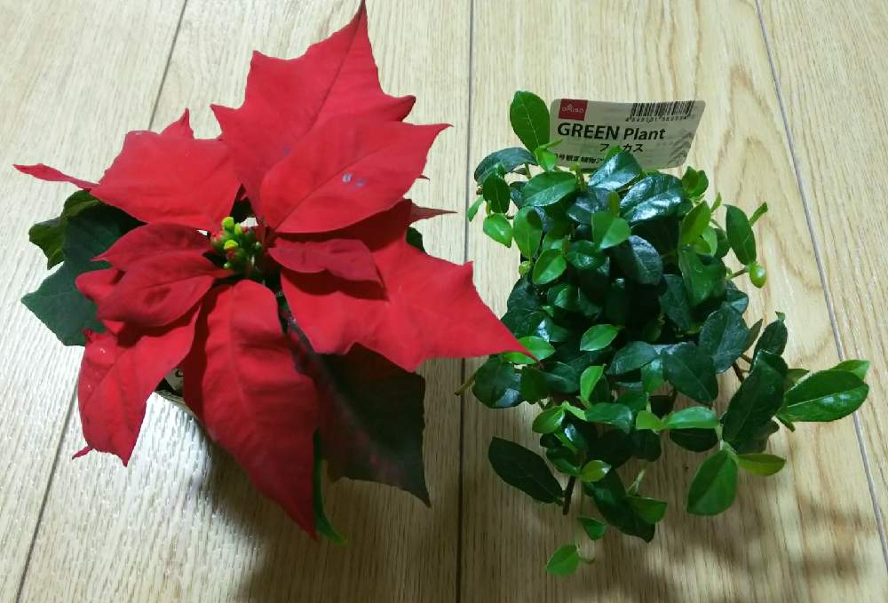 ポインセチアの投稿画像 By Pandaさん 這性ガジュマルとシャングリラとガジュマル フィカス シャングリラと観葉植物とダイソーと ガジュマルとおうち園芸とポインセチア とフィカス属 月11月13日 Greensnap グリーンスナップ