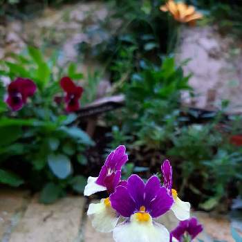 おおきくなったね♡の画像 by みちりんさん | 小さな庭とビオラとカラフルオステオスペルマムとネメシア・アロマンス　ライチグレープとがんばりました！と紫色とさいた✨と小さなスペースときいろとありがとう♡とかわいい♡と庭のすみっことおうち園芸と♡ 綺麗 ♡と元気もらえるとこんにちは❤とおおきくなったね♡とどんどん増えるとお花のある生活