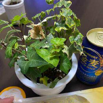 久山植木の投稿画像一覧 Greensnap グリーンスナップ