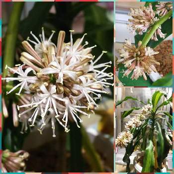 幸福の木の投稿画像一覧 Greensnap グリーンスナップ