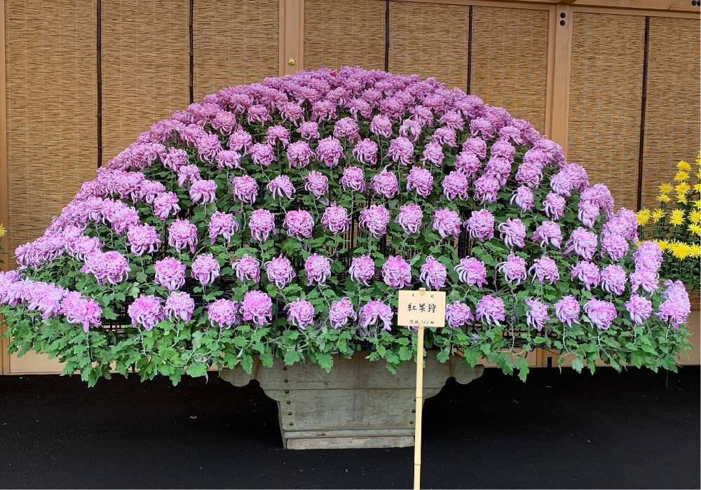 新宿御苑の 菊花壇展を見に行って来ました Greensnap グリーンスナップ