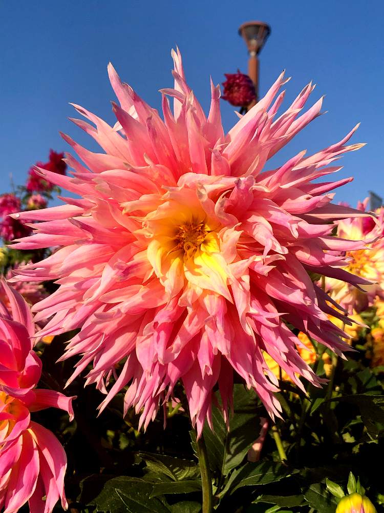 大きい花の投稿画像 By のほほんさん ピンクの花ときれいとまんまるとダリア とかわいいな とダリア とかわいい 月11月13日 Greensnap グリーンスナップ