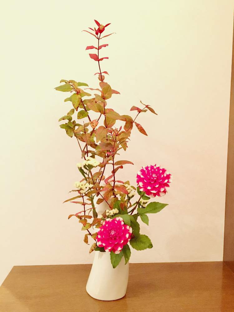ダリアの投稿画像 By けいかずさん ヒペリカムとチースとスターチスと紅葉フォトコンと花のある生活といけばなとフラワーアレンジメントと花のある暮らしと生け花 月11月13日 Greensnap グリーンスナップ