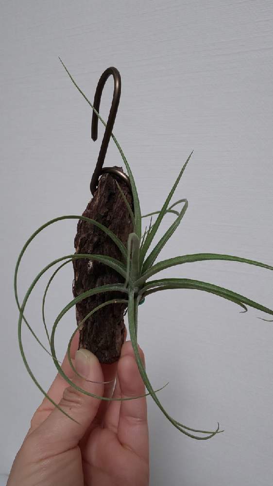エアプランツ チランジアの投稿画像 By ベラさん チランジア エアプランツ とダイソーとティランジア属とティランジア ムーンライト とエアプランツとエアープランツ チランジア 月11月13日 Greensnap グリーンスナップ