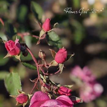 フラワーガールの画像 by ローレルさん | フラワーガールと四季咲きと花のある暮らし❤とおうち園芸とフラワーガール　バラ