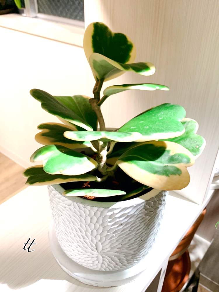 ホヤ カーリーの投稿画像 By Ttさん グリーンインテリアとグリーン グリーン グリーン といつもありがとう とgsのみなさんに感謝 とおうち園芸とホヤ属 月11月14日 Greensnap グリーンスナップ