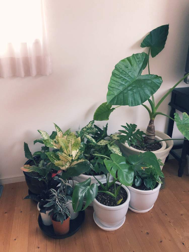 クワズイモの投稿画像 By まりかさん モンステラと枝ものと花のある暮らしとみどりのある暮らし 月11月14日 Greensnap グリーンスナップ