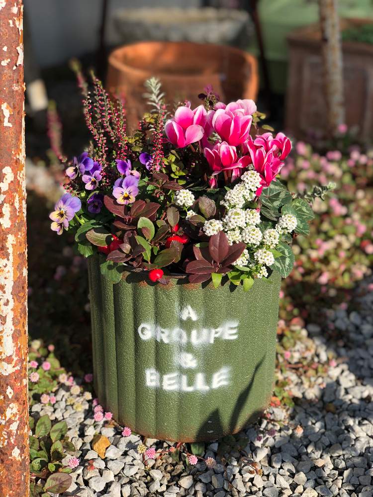 sweetbasket グラスファイバー鉢 季節のお花の寄せ植えに - 植物/観葉植物