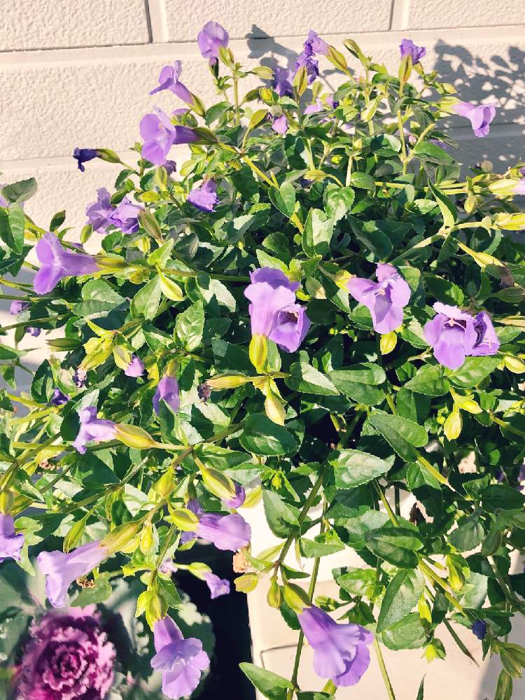 トレニアの投稿画像 By キミさん 葉牡丹とトレニア カタリーナ ブルーリバーとお気に入りと青い花と夏の花とおうち園芸と綺麗と元気と綺麗な色 と綺麗な色 と晴れと青空と今朝の1枚と素敵とトレニア合唱団 月11月14日 Greensnap グリーンスナップ