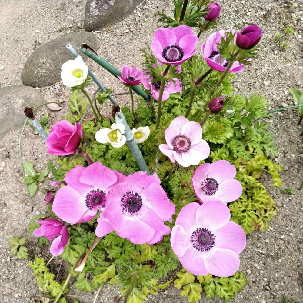 アネモネの投稿画像 By Akiさん 庭記録とおうち園芸 月11月14日 Greensnap グリーンスナップ
