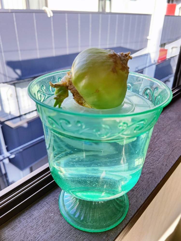 たやﾋﾔｼﾝｽ白 の投稿画像 By Taya S Lab さん たやﾋﾔｼﾝｽ子 と窓辺と たやﾋﾔｼﾝｽ白 と たやﾋﾔｼﾝｽ子 月11月14日 Greensnap グリーンスナップ Greensnap グリーンスナップ