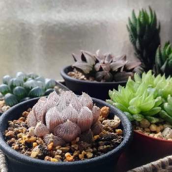 ベヌスタ ドドソン紫オブツーサの投稿画像一覧 Greensnap グリーンスナップ